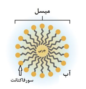 ساختمان میسل و سورفاکتانت ها