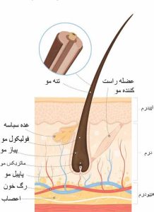 ساختمان مو